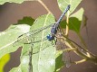 Tetrathemis polleni, Zambia-